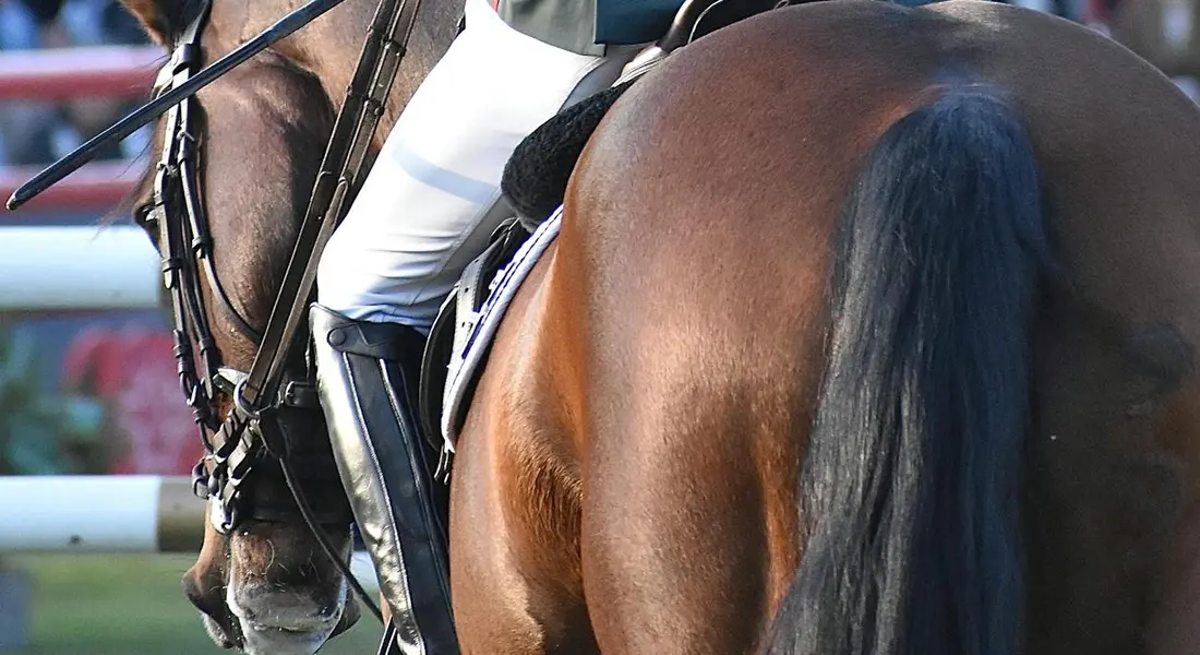 Close-up of a horse's hindquarters in a saddle, with a rider's white breeches visible, illustrating alignment for neck rein practice.