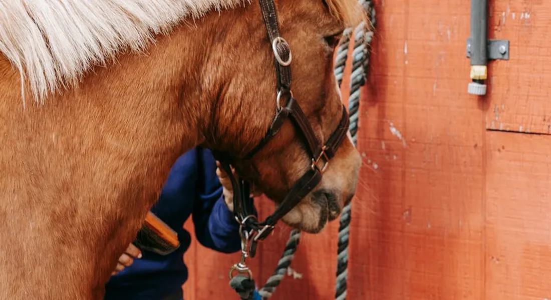 Close-up of a horse's head with a bridle and reins, illustrating neck rein setup for training