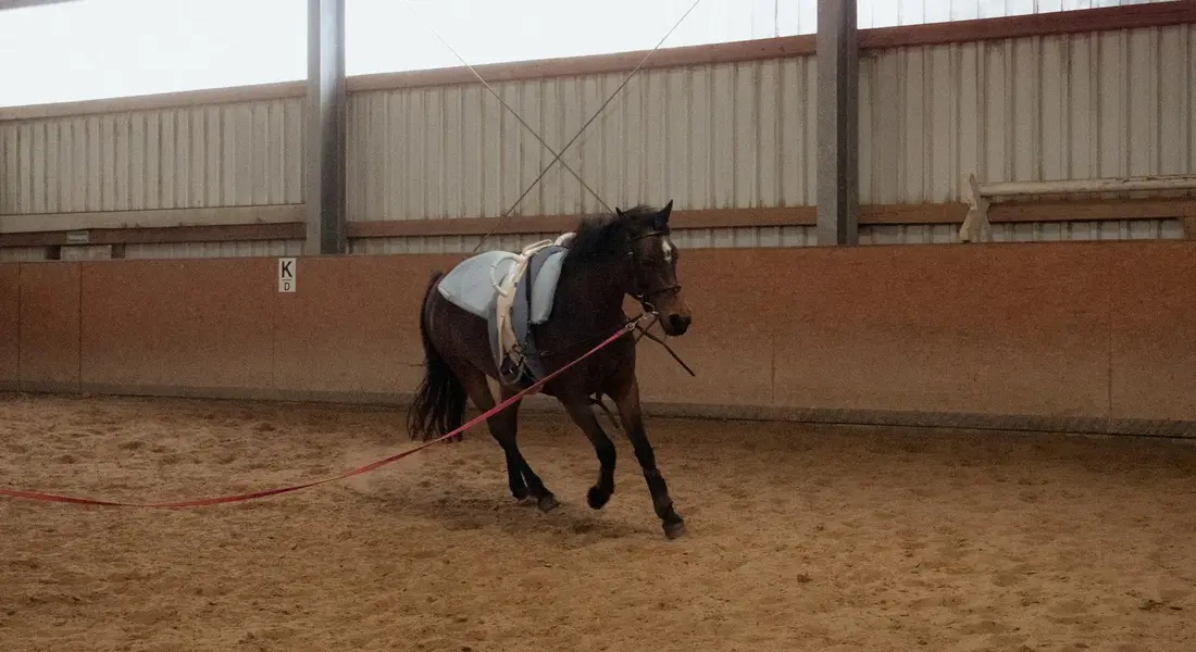 A horse trotting in an indoor riding arena, wearing a saddle and bridle with reins, while a rider guides it through a neck-reining drill.