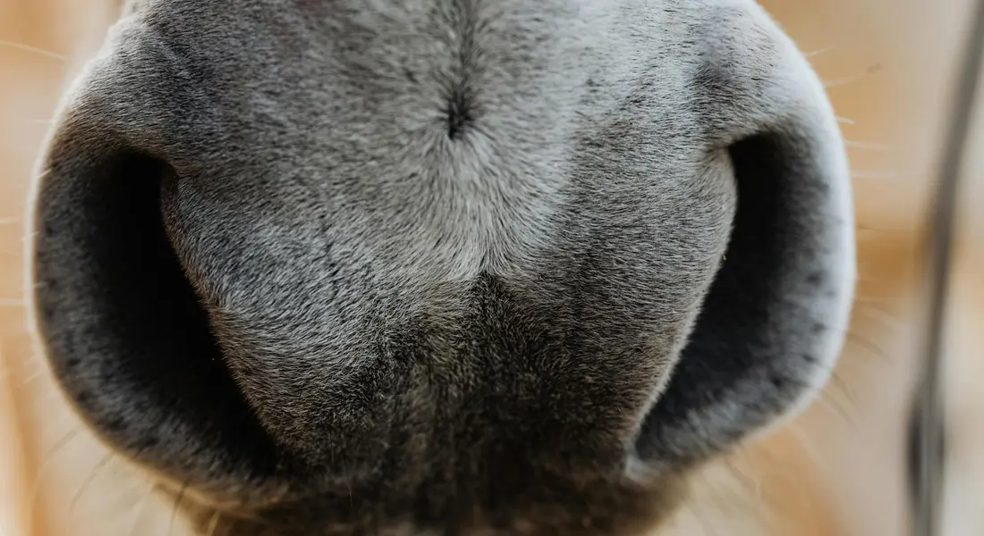 Close-up of a horse's nose, showing the muzzle area texture and nostrils.