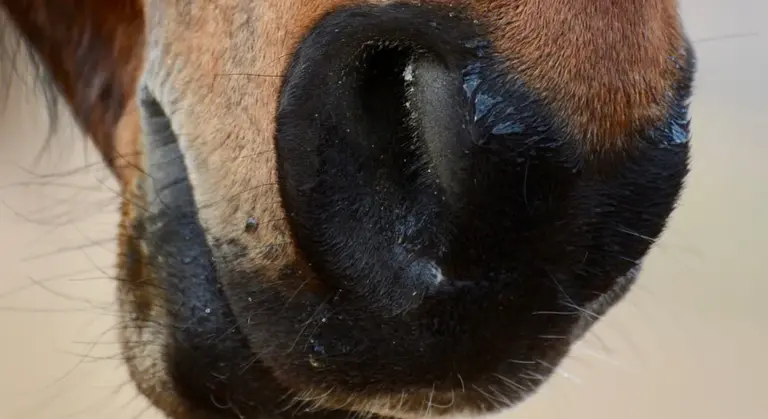Close-up of a horse's nose and muzzle