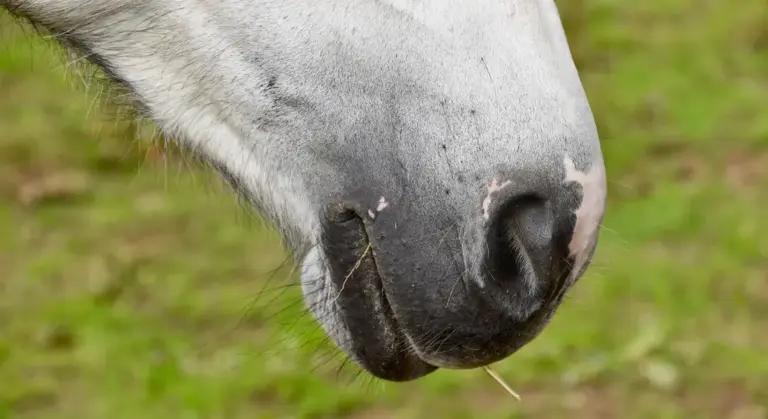 Close-up of a horse's nose with a grassy background
