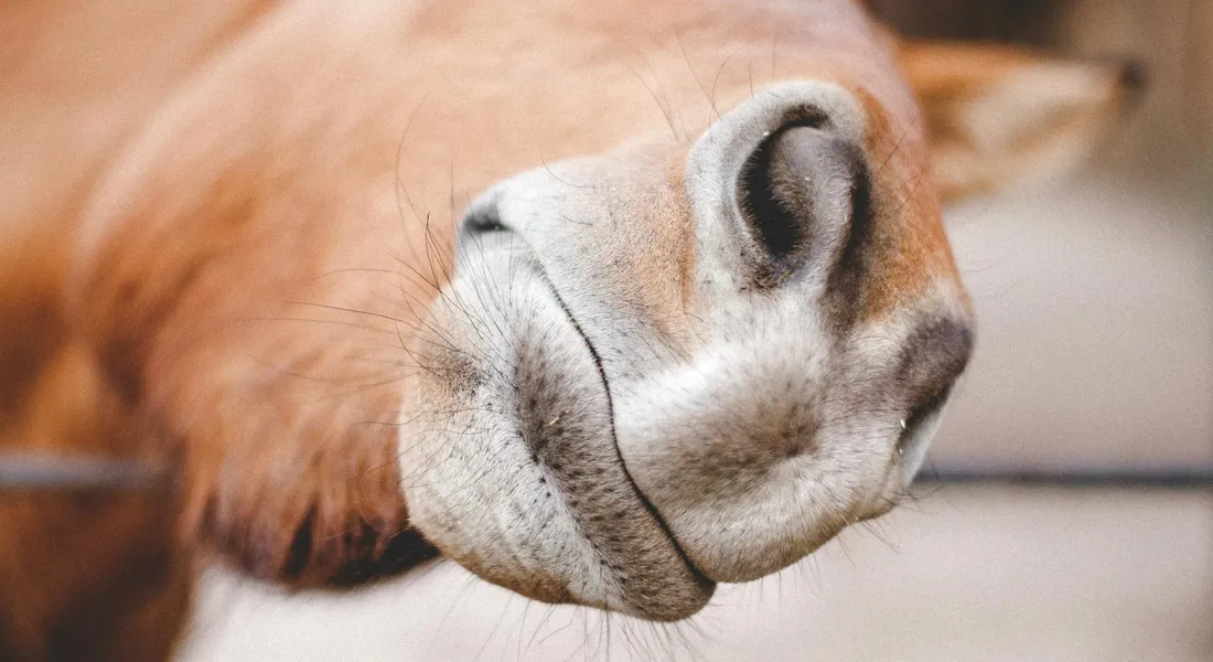 Close-up of a horse's muzzle, highlighting the area where sweating would occur