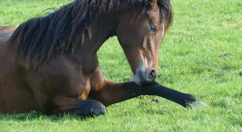 Pasture Maintenance Budgeting: Smart Spending for Fencing, Fertilizer, and Horse Health