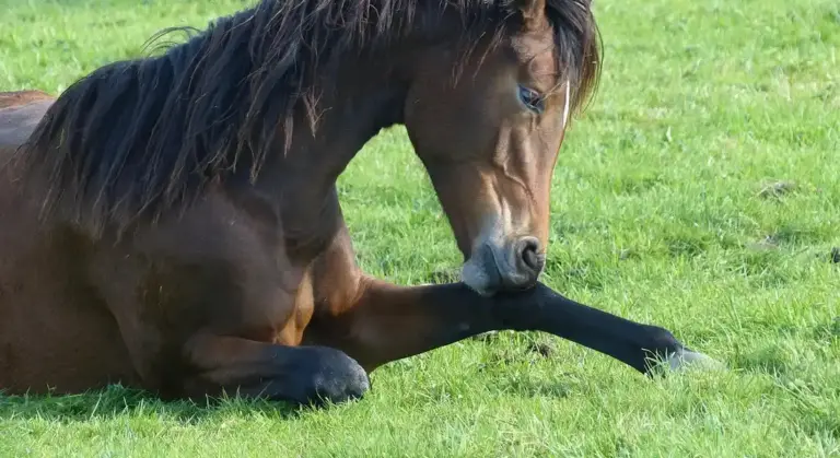 Brown horse lying on a green pasture with one front leg extended.