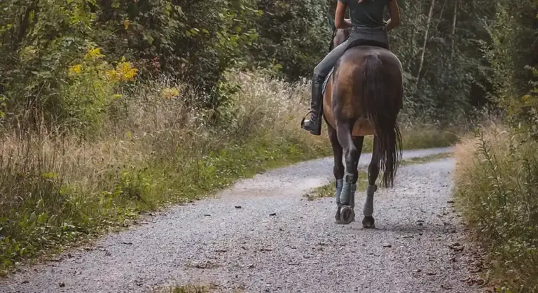 From behind, a rider in dark riding gear sits on a dark brown horse traveling along a gravel country road bordered by grasses and trees.