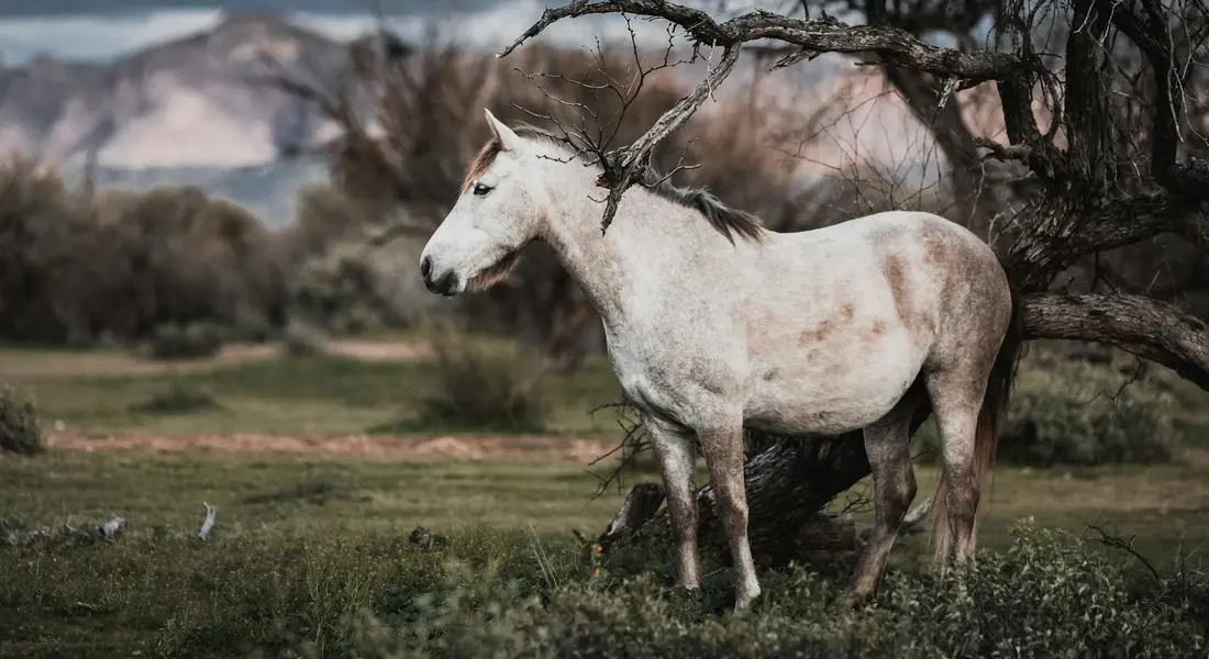 Light-colored horse standing in a grassy field with trees and distant hills.