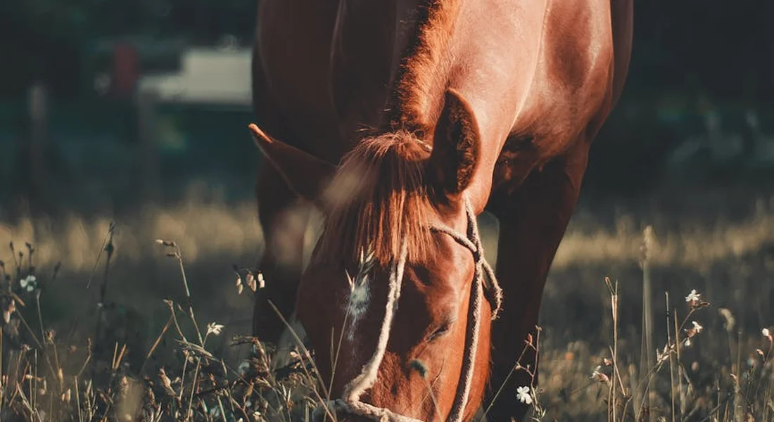 Brown horse with its head down in a sunlit grassy field