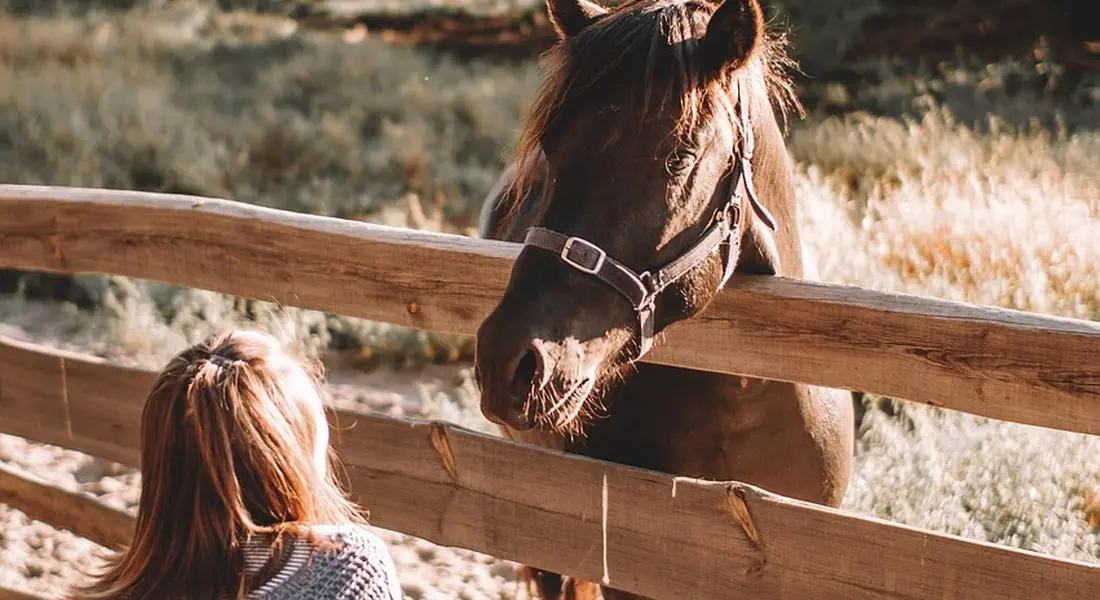 Horse leaning over a wooden fence toward a person on the far side in a sunlit paddock.