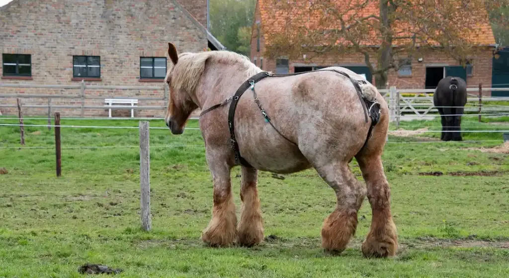 Core Ethical Principles of Horse Welfare and Ownership: Your Barn-Tested Guide