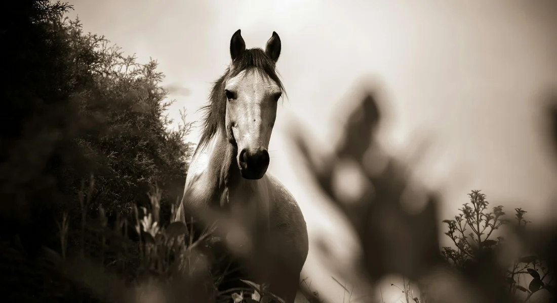 Black-and-white image of a horse facing the camera in a natural setting, with a blurred figure in the background among foliage.