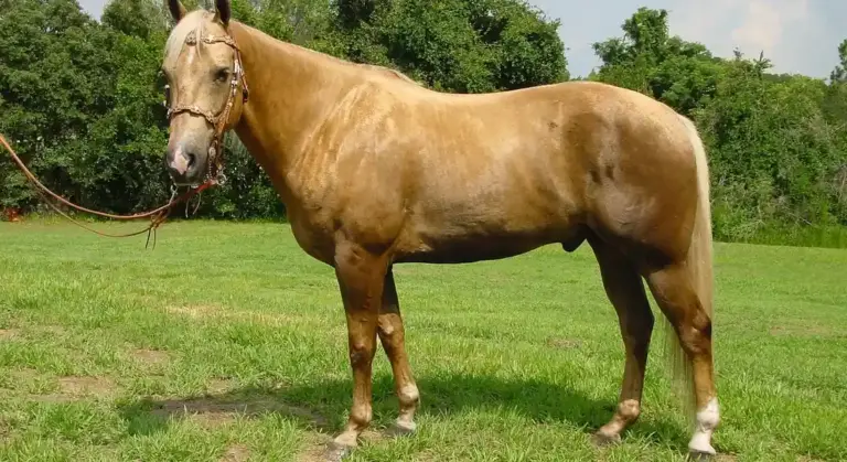 Palomino horse standing in a grassy pasture