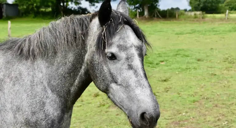 Profile of a gray horse in a sunlit green pasture