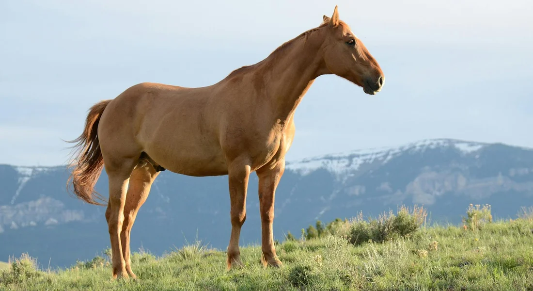 A horse standing on a grassy hillside with distant mountains