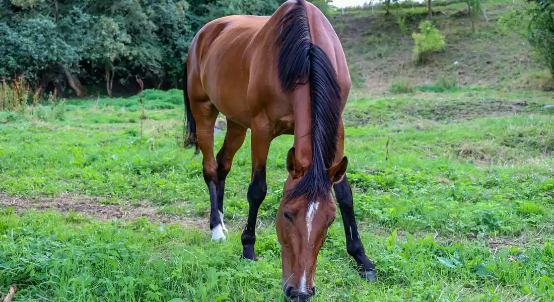 Brown horse grazing in a green pasture