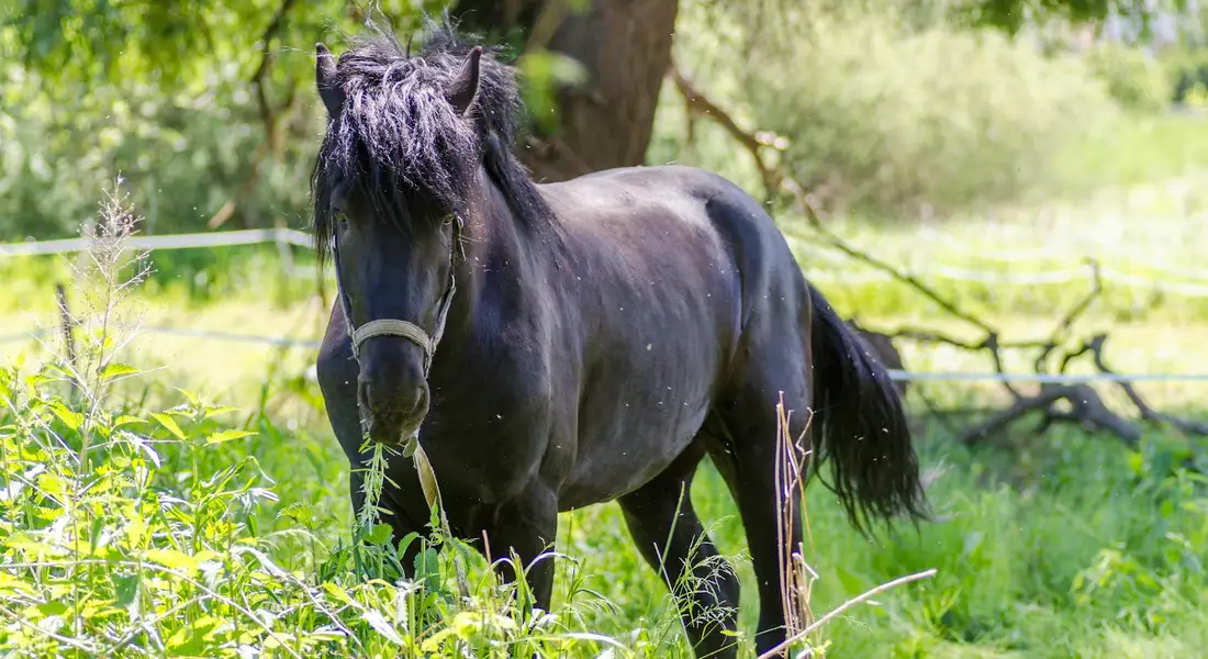 Black horse standing in a sunlit pasture with green grass and trees in the background.
