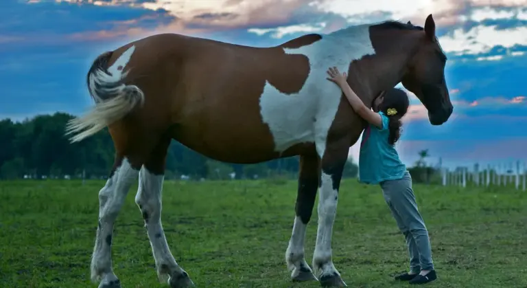 A person in a blue shirt stands in a grassy field, embracing a brown-and-white paint horse beneath a partly cloudy sky.