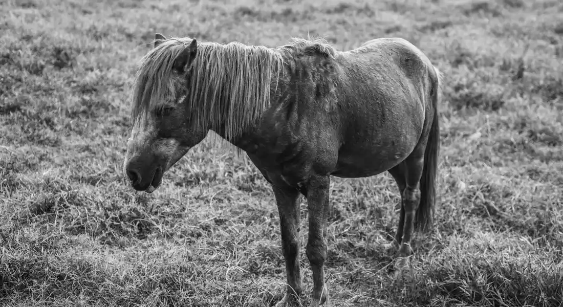 A horse standing in a grassy pasture, captured in black and white.