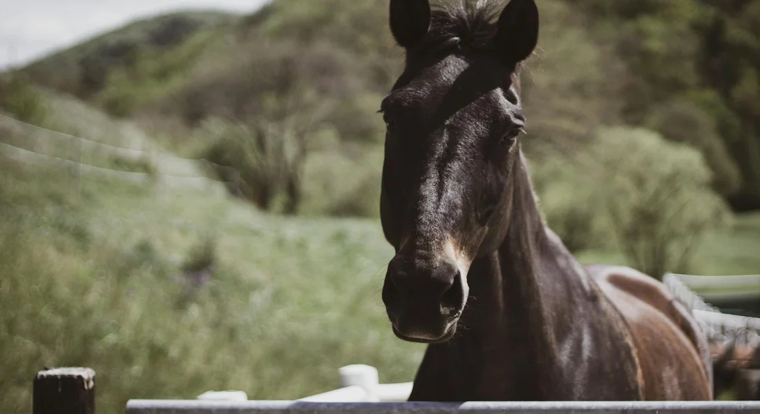A dark brown horse standing in a grassy pasture near a fence, with hills in the background.