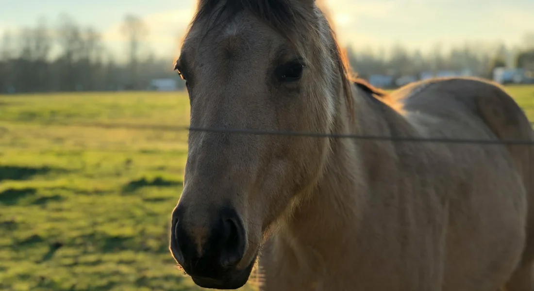 Light-colored horse standing behind a fence in a grassy pasture at sunset.