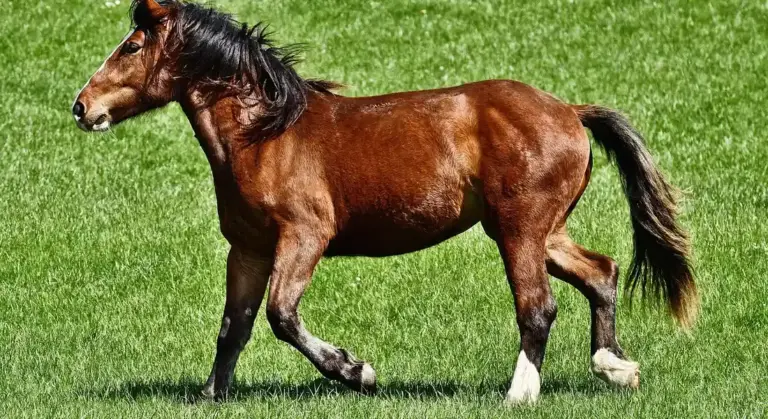 Brown horse trotting across a lush green pasture
