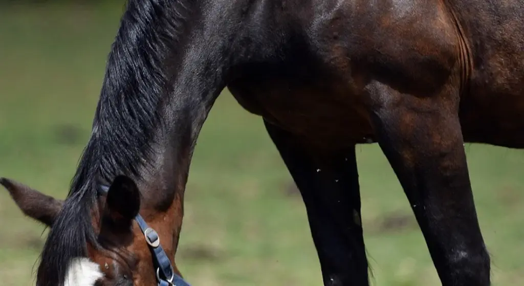 Managing Mud Season: How to Protect Your Pastures and Your Horse’s Hooves