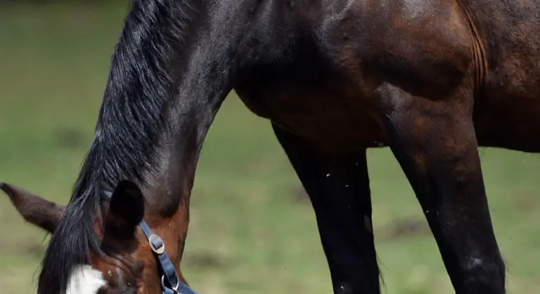 Dark brown horse with a blue halter grazing in a muddy pasture.