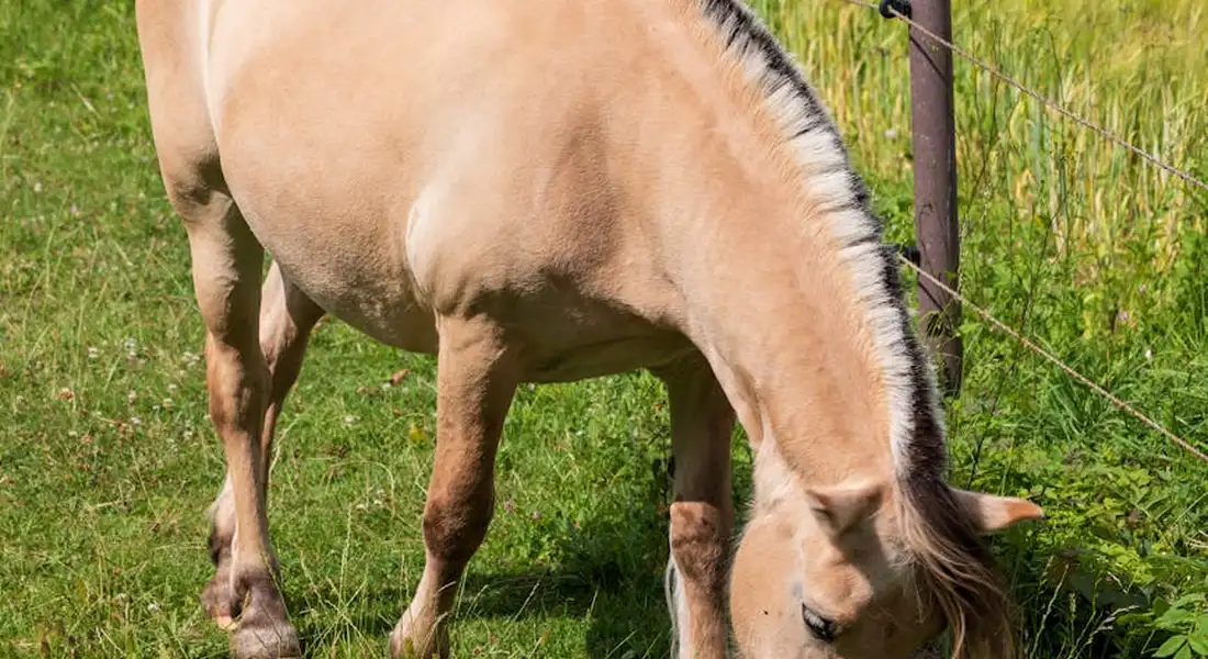 Light brown horse grazing on green pasture near a fence.