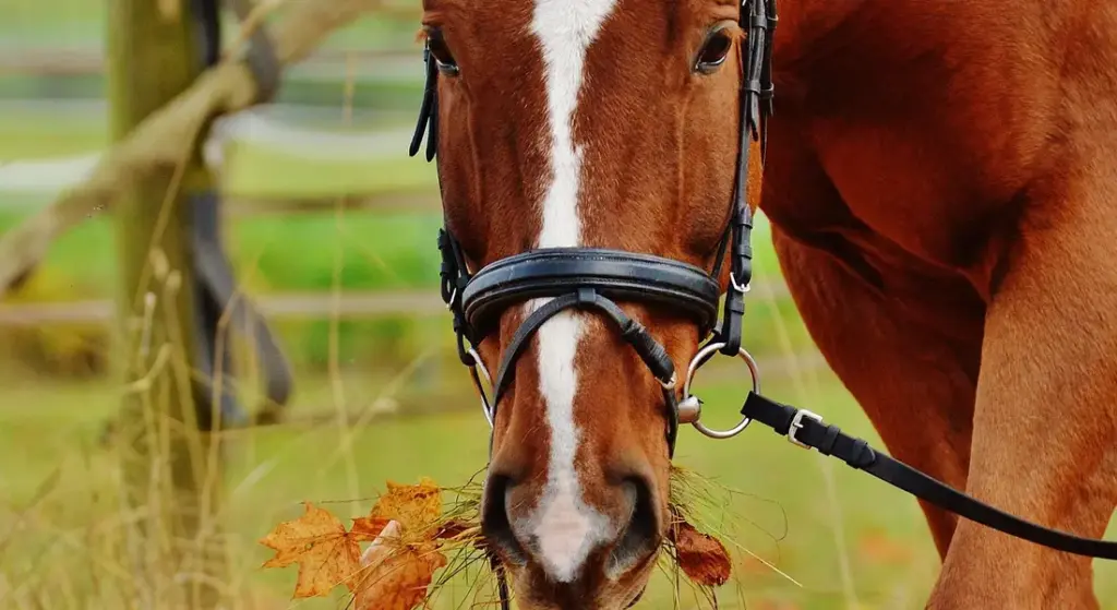 How to ‘Read’ a Pasture: Assessing Forage Quality and Identifying Dangers