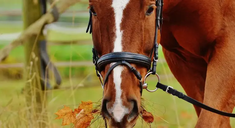Close-up of a brown horse with a white blaze grazing in a pasture, with leaves on the ground and a fence in the background.
