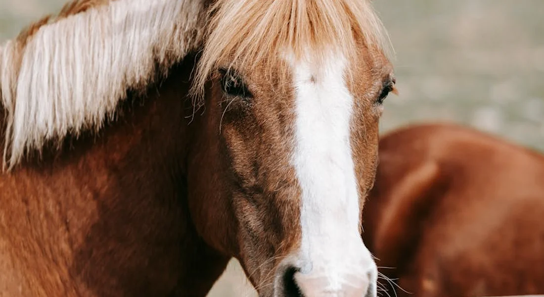 Close-up of a brown horse with a white blaze on its face in a grassy pasture