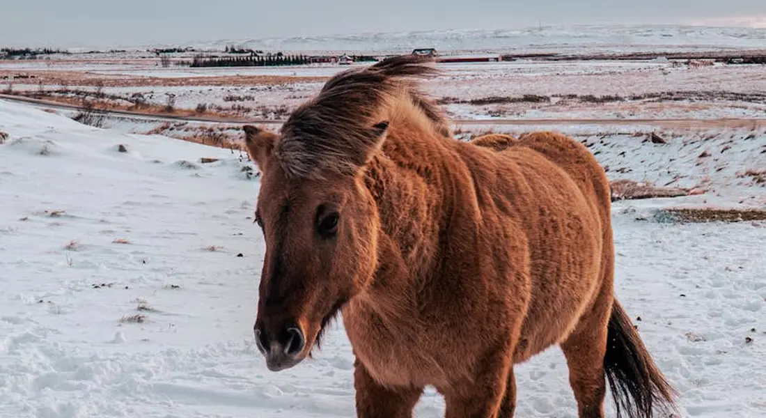 Brown horse standing in a snow-covered pasture with sparse vegetation, winter landscape in the background.