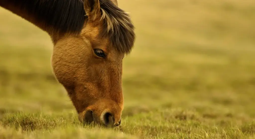 Spring Pasture Transition: A Safe Guide to Switching Your Horse from Hay to Grass Without Colic