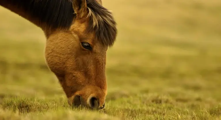 Horse grazing on a sunlit spring pasture