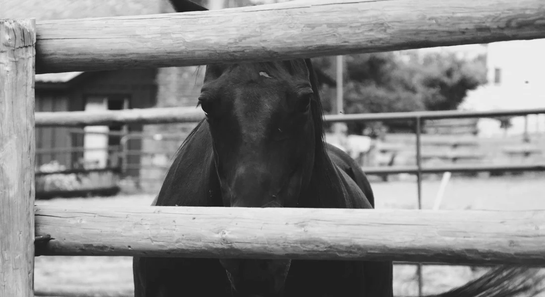 Black horse looking through wooden fence rails in a farm pen; black-and-white photograph.