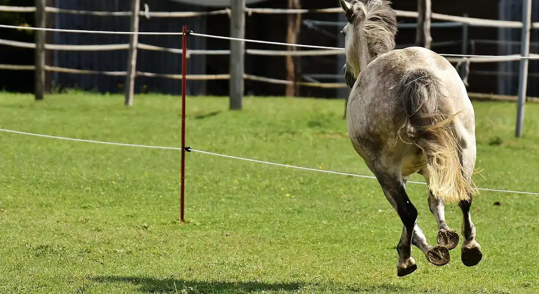 A gray horse running across a sunlit grassy paddock with a single red pole marker in the foreground, practicing agility.