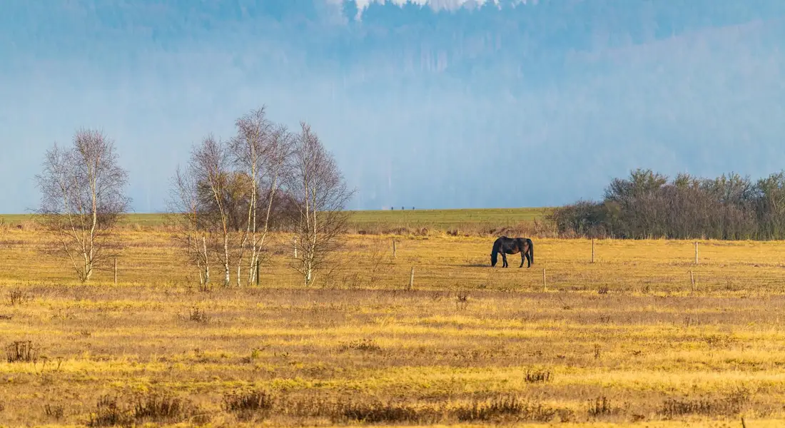 A lone horse stands in a dry, open pasture with scattered trees under a clear blue sky.
