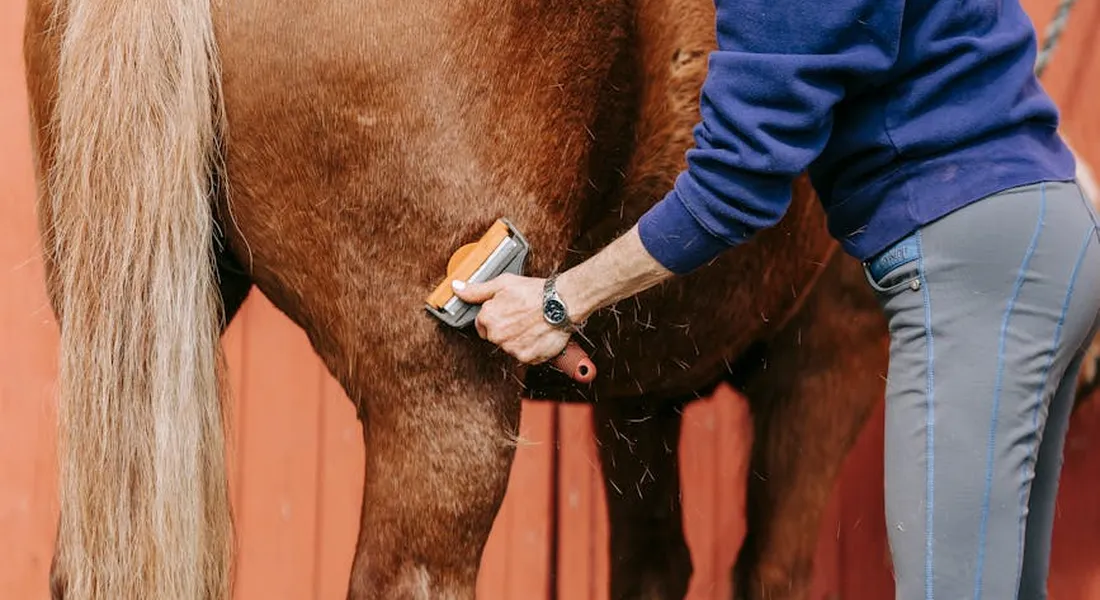 Groomer in blue sleeves using a clipper on a horse's hindquarters.