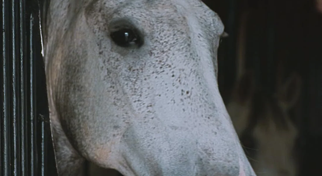 Close-up of a pale gray horse peering from a stall, with a calm, attentive expression.