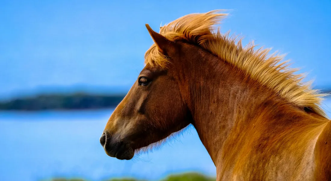 Profile view of a calm chestnut horse with a flowing mane against a bright blue sky