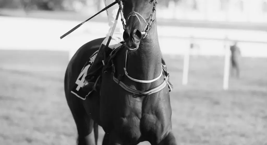 Why Horses Are So Well-Adapted for Long-Distance Running