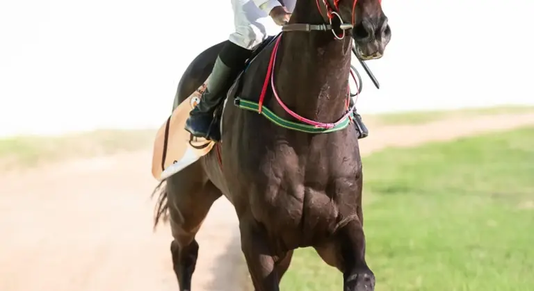 Close-up of a dark horse galloping on a dirt track with a rider in riding gear.