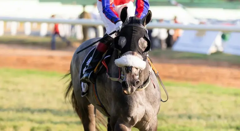 Close-up of a gray racehorse with a jockey in blue and red silks racing on a track, wearing a white fleece noseband.