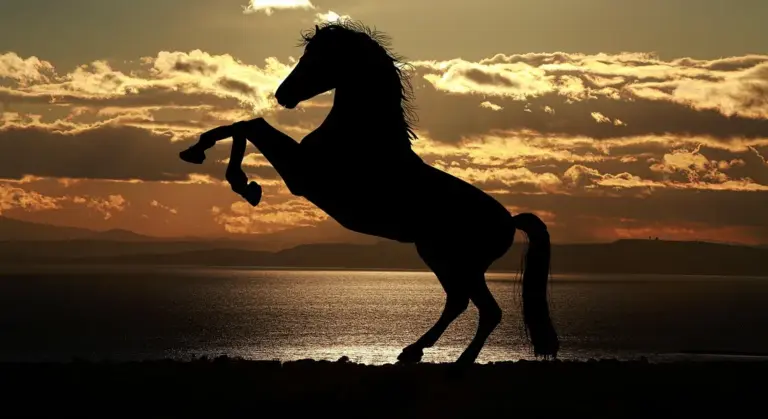 Silhouette of a horse rearing on its hind legs at sunset with clouds and a calm water horizon.