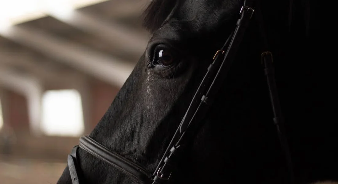 Close-up of a black horse's head wearing a bridle, with emphasis on its eye