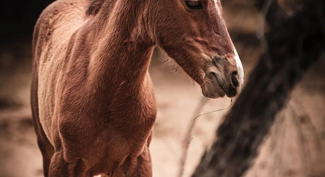 Close-up of a brown horse's head and neck with a blurred natural background