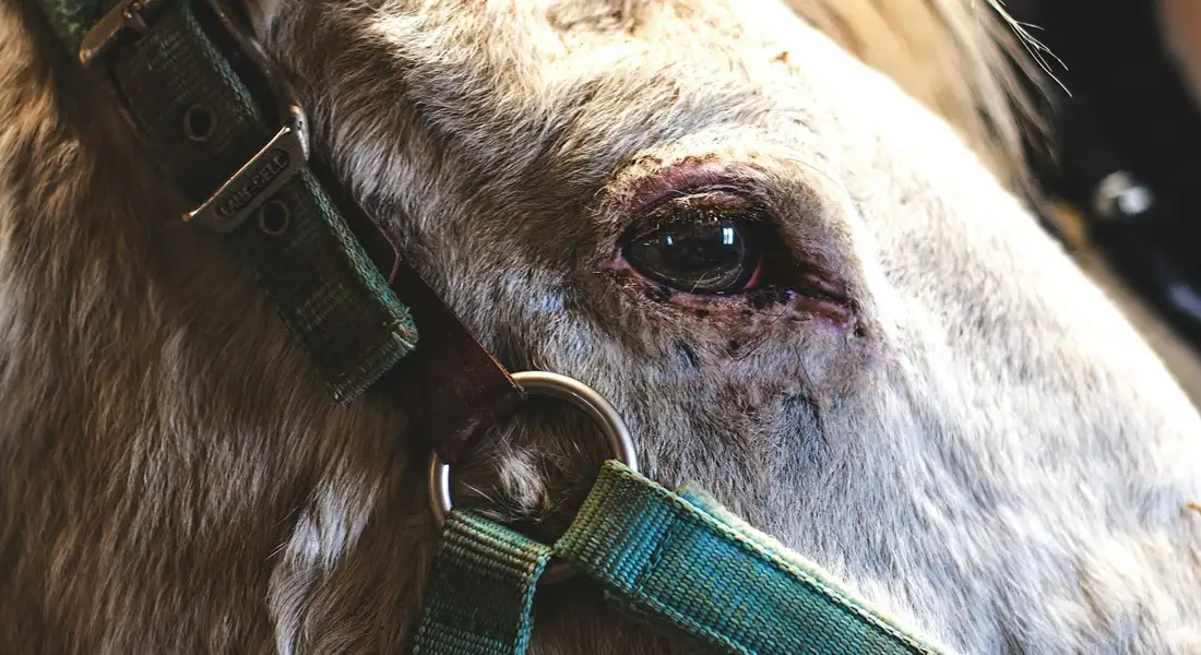 Close-up of a horse's head wearing a green halter, focusing on facial anatomy relevant to breathing and the airway.