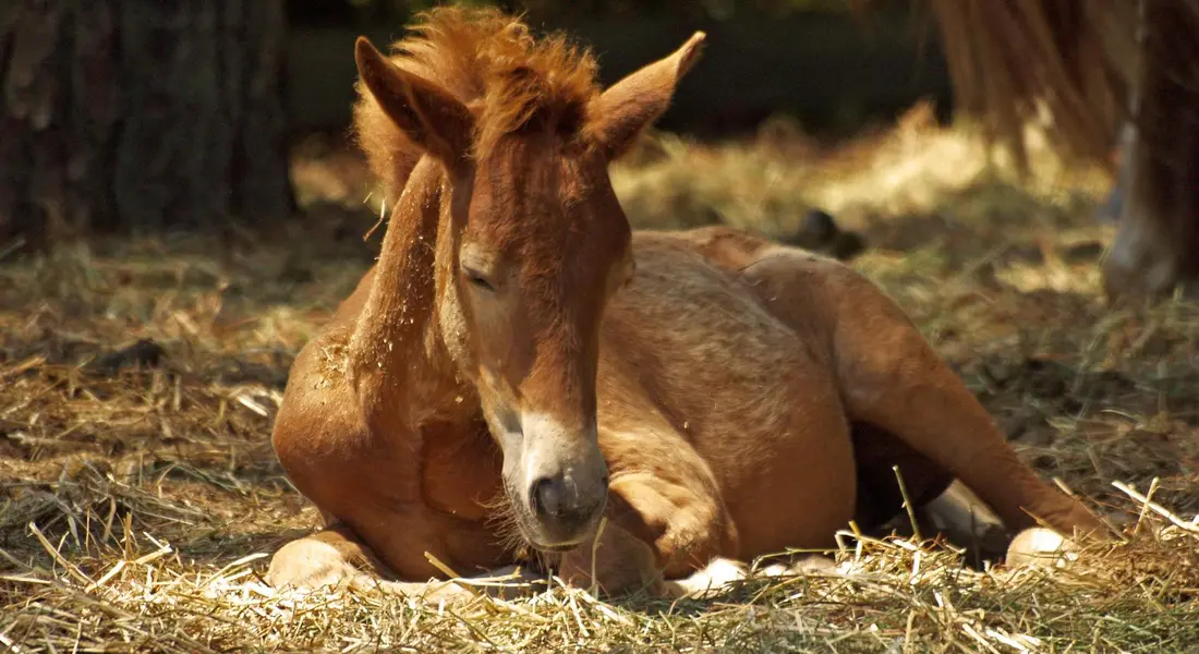 A young brown foal resting on straw in a sunlit paddock.
