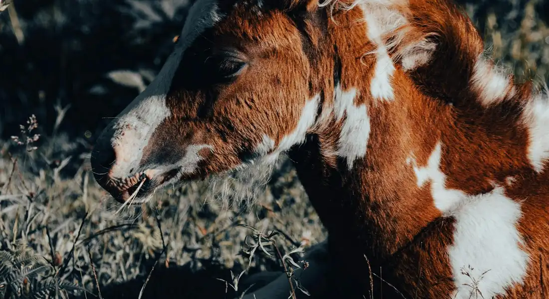 Close-up of a brown and white horse's head in a natural outdoor setting, with dry grass in the foreground.
