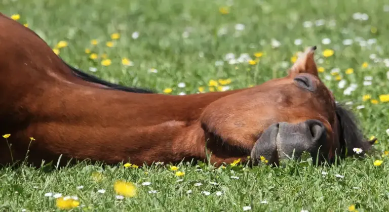 A horse lying on its side and resting in a green pasture with small yellow flowers.